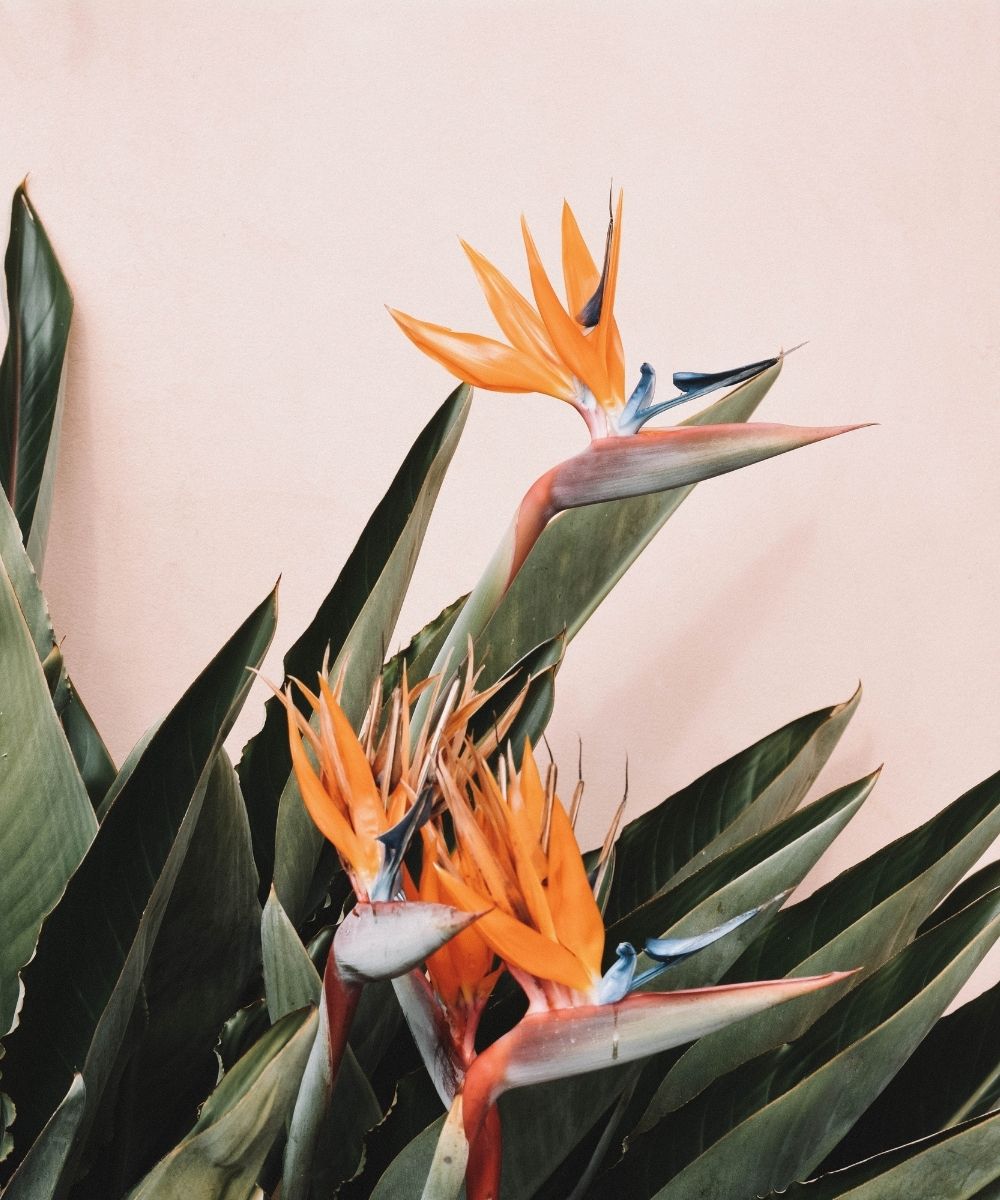 Kopie von BW TEMPLATE Collage Header 1000 x 1200 (1)