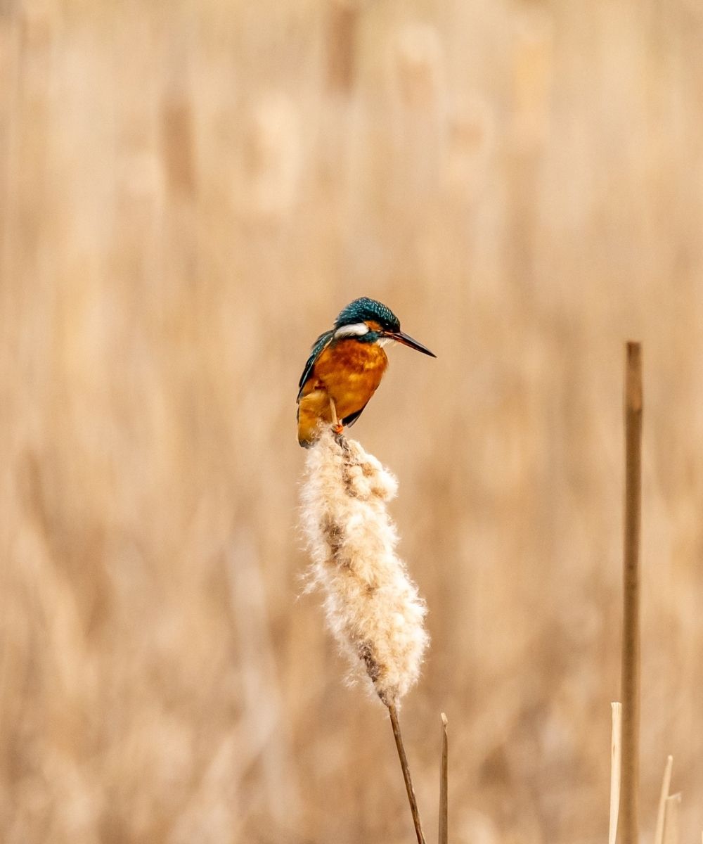 Kopie von BW TEMPLATE Collage Header 1000 x 1200 (2)